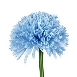 Vitale Mavi Kadife Çiçeği 62 cm AK.BG0120-M