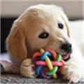 Köpek Oyuncakları