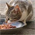 Kedi Yaş Maması