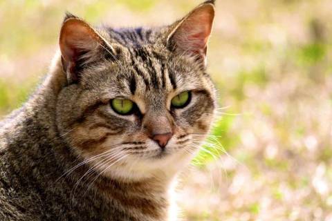 California Spangled Cinsi Kedi Özellikleri ve Bakımı