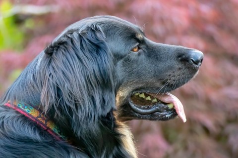 Köpeklerde Obezite: Sebepler, Belirtiler ve Çözümler.