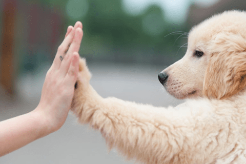 Köpeklerde Görülen Deri Hastalıkları Nelerdir?