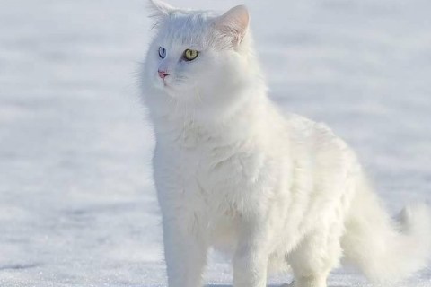 Van Kedisi Özellikleri Karakteri ve Bakımı