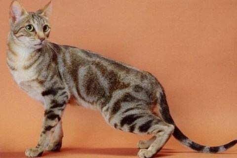 Sokoke Cinsi Kedi Özellikleri ve Bakımı