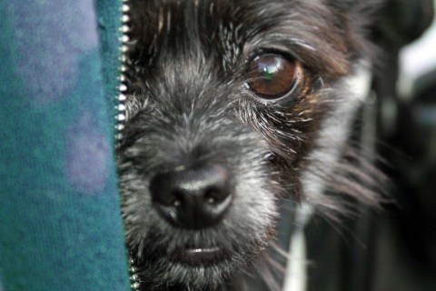 Köpeklerde Sağlık: Yaygın Hastalıklar ve Korunma Yöntemleri