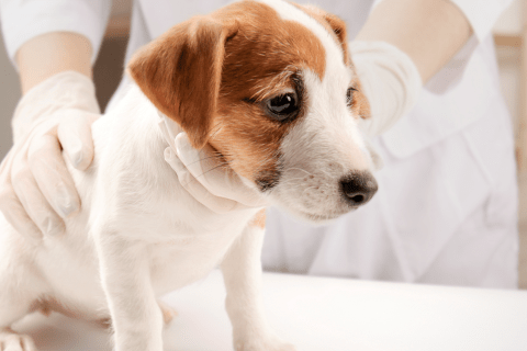 Köpeklerde Parvovirus Belirtileri Nelerdir ve Nasıl Tedavi Edilir?