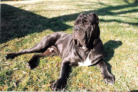 Napoliten Mastiff Cinsi Köpek Özellikleri ve Bakımı