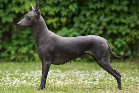 Tüysüz Köpek Cinsleri ve Özellikleri Nelerdir ?