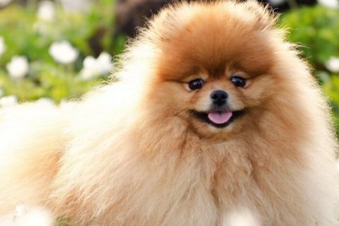 Pomeranian Boo Cinsi Köpek Özellikleri ve Bakımı