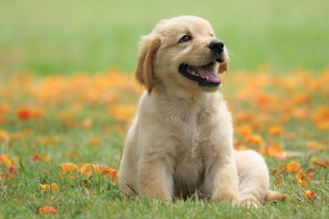 Köpek İdrarı Nasıl Temizlenir? İşte Tüm İpuçları...