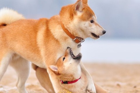 Ainu Cinsi Köpek Özellikleri ve Bakımı
