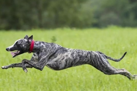 Köpekler Hakkında En Şaşırtıcı Bilgiler