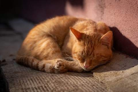 Kedilerin Uyku Düzeni ve Dinlenme Alışkanlıkları