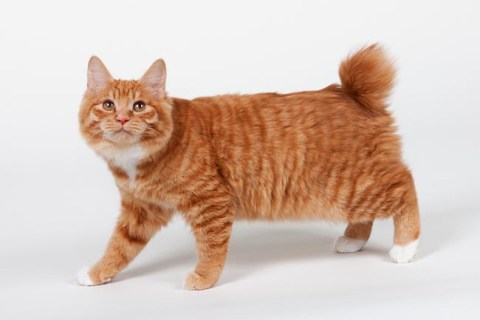 Kurilian Bobtail Kedi Özellikleri ve Bakımı