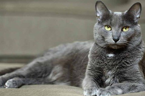 Korat Cinsi Kedi Özellikleri ve Bakımı