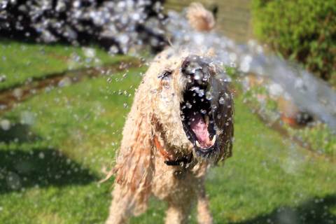 Köpeklerin Su Tüketiminin Sağlıklarına Olumlu Etkisi