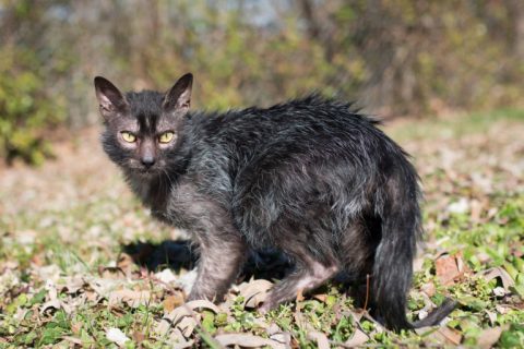 Lykoi Cinsi Kedi Özellikleri ve Bakımı