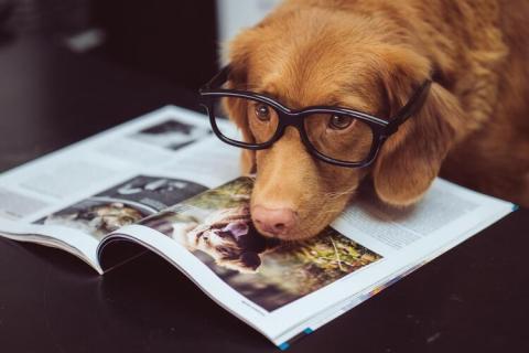 Köpeklerin Sizi Şaşırtacak 5 İlginç Özelliği