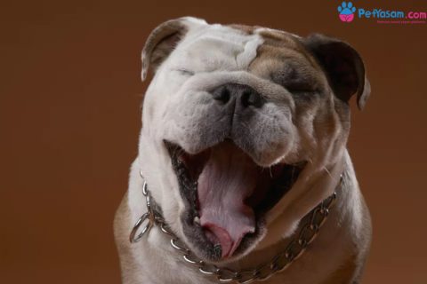 Kedi ve Köpeklerde Kilitli Çene Hastalığı