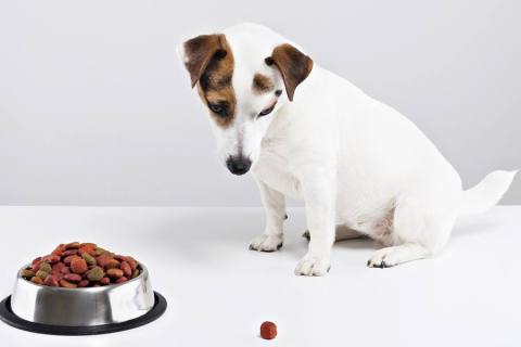 Köpek Maması Nasıl Saklanır? Nelere Dikkat Edilmesi Gereklidir ?