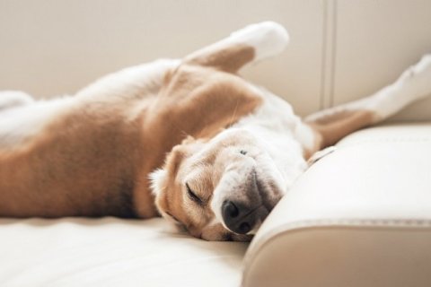 Köpeklerin Uyku Gereksinimleri Nelerdir?