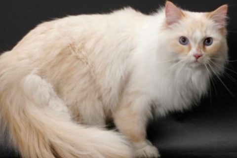 Ragamuffin Cinsi Kedi Özellikleri ve Bakımı