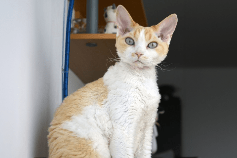 Oregon Rex Cinsi Kedi Özellikleri ve Bakımı