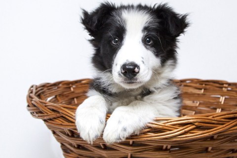 Yavru Bir Köpekle Baş Etmenin Altın Kuralları