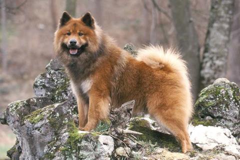 Euroiser Cinsi Köpek Özellikleri ve Bakımı
