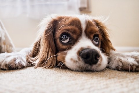 Köpekler Neden Tüy Döker ve Çözümleri Nelerdir ?