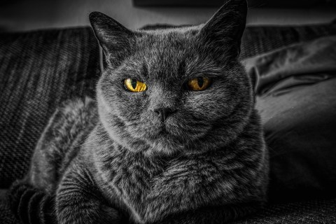 Kedilerin Görünüşü Sağlığının Habercisi! Kedinizin Sağlıklı Olduğunu Nasıl Anlarsınız?