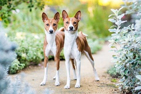 Basenji Cinsi Köpek Özellikleri ve Bakımı