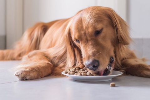 Köpek Maması Seçerken Dikkat Edilmesi Gereken Konular