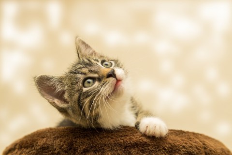 Kedi Bakımı Konusunda Dikkat Edilmesi Gerekenler