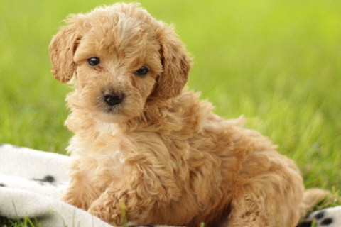 Maltipoo Cinsi Köpek Özellikleri ve Bakımı