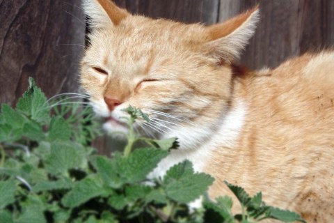 Kedilerde Kedi Nanesi (Catnip) Etkileri