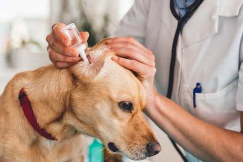 Sigara Dumanının Kedi ve Köpekler Üzerindeki Etkileri Nelerdir ?