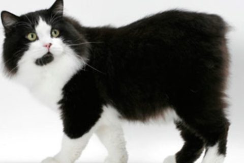 Cymric Cinsi Kedi Özellikleri ve Bakımı