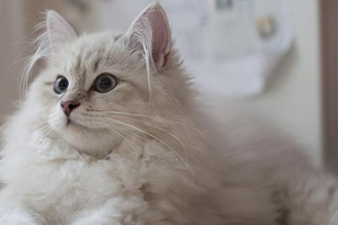 Dünyanın En Sevimli ve Zeki Kedi Cinsleri