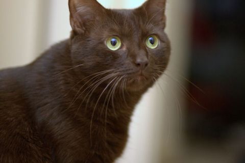 Havana Brown Cinsi Kedi Özellikleri ve Bakımı