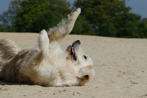 Köpeğim Neden Hapşırıyor? Köpeklerde Hapşırma Sebepleri Nelerdir?