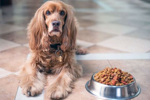 Emziren Köpekler Ne Kadar Mama Yemelidir?