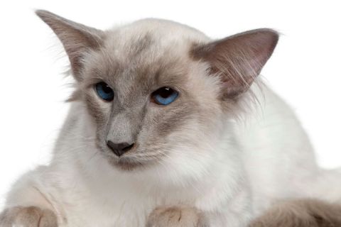 Javanese Kedi Irkı Özellikleri ve Bakımı Hakkında Bilgi