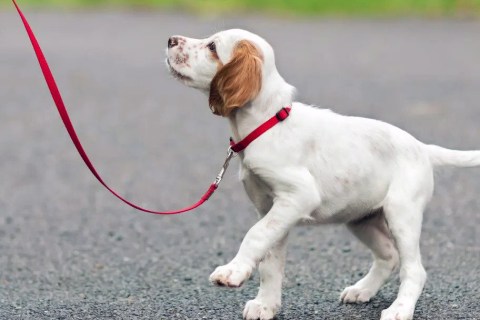 Köpeklerin Sosyal Davranışları ve İnsanlarla Etkileşimleri