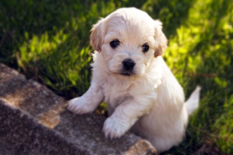 Yavru Köpekler Neden Herşeyi Yeme ya da Isırma Eğilimi Gösterir?