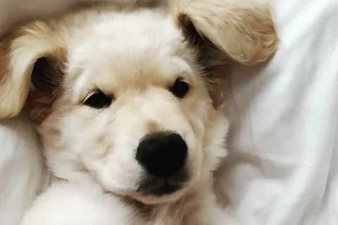 Köpek Sağlığı: Yaygın Hastalıklar ve Korunma Yöntemleri