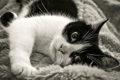 İnsanlarda Görülen Kedi Korkusu Nasıl Yenilir?
