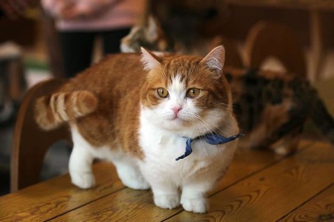 Munchkin Cinsi Kedi Özellikleri ve Bakımı