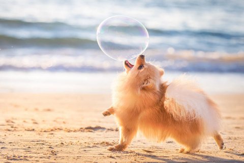 Köpekler Şeker Yiyebilir mi? Tüm Detaylar...