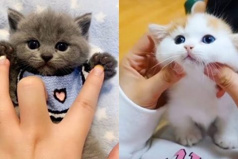 Annesini Kaybetmiş Yavru Kedi Buldum. Bakımını Nasıl Yapmalıyım?